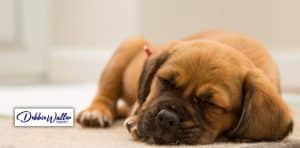 cute puppy fast asleep