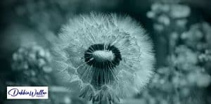 a dandelion seed head to illustrate an article on mindfulness