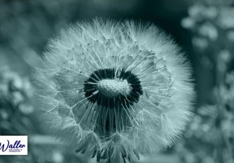 a dandelion seed head to illustrate an article on mindfulness
