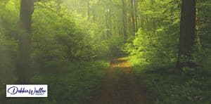 path leading through woodland to illustrate article about nature and mental health