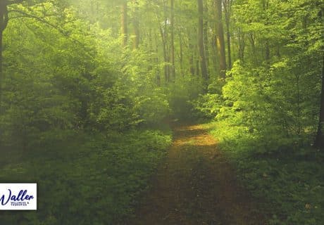 path leading through woodland to illustrate article about nature and mental health