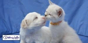 picture of a fluffy dog and cat snuggling together to illustrate an article on pets and mental health