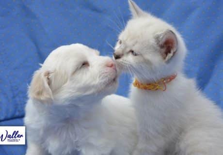 picture of a fluffy dog and cat snuggling together to illustrate an article on pets and mental health